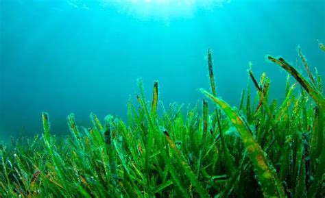 ALGA/ALGAS/ALGAS.