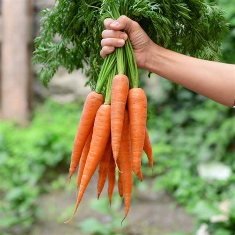 carrot.